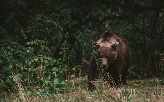 UDMR: protejăm viața umană - reintroducem vânătoarea pentru stoparea suprapopulării urșilor